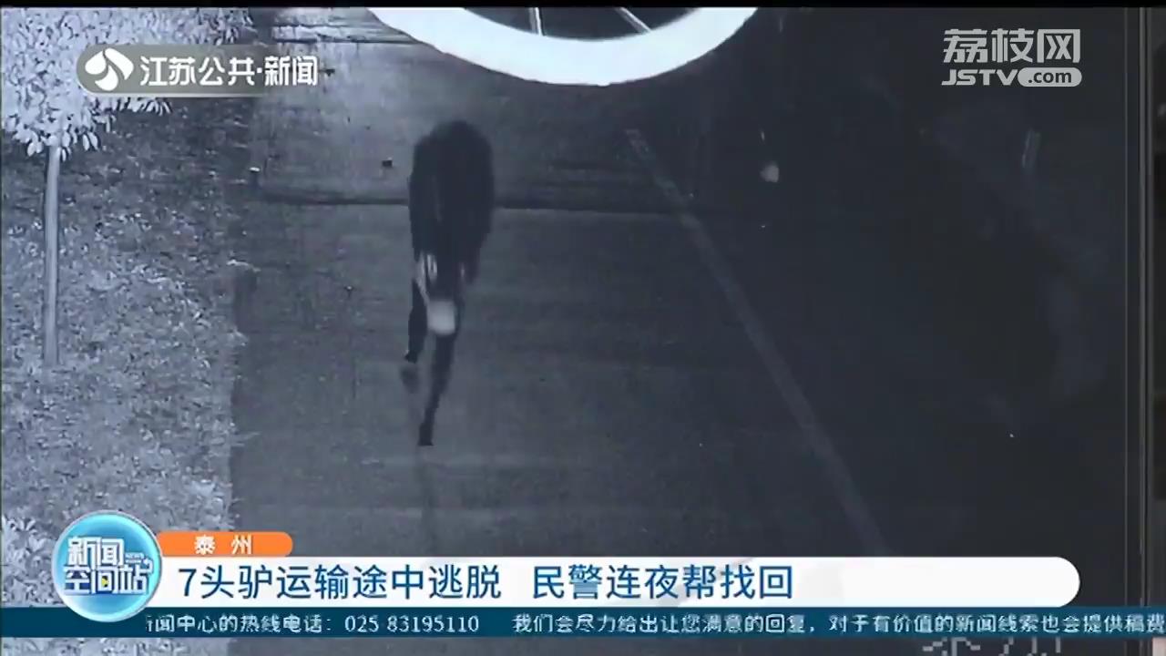 7头驴运输途中逃脱 泰州民警连夜帮找回
