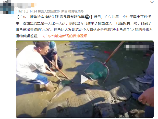 “恶魔之花”胞姐“水中杀手”入侵广东！为何不敢吃？究竟有多毒