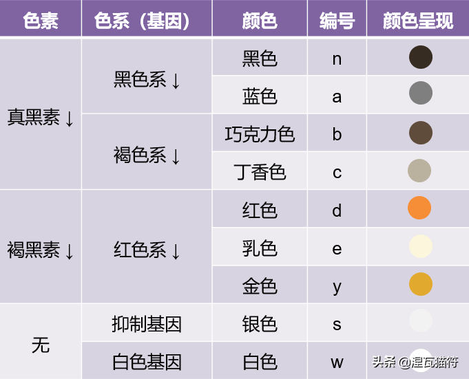 英国短毛猫丨金渐层（黑金）