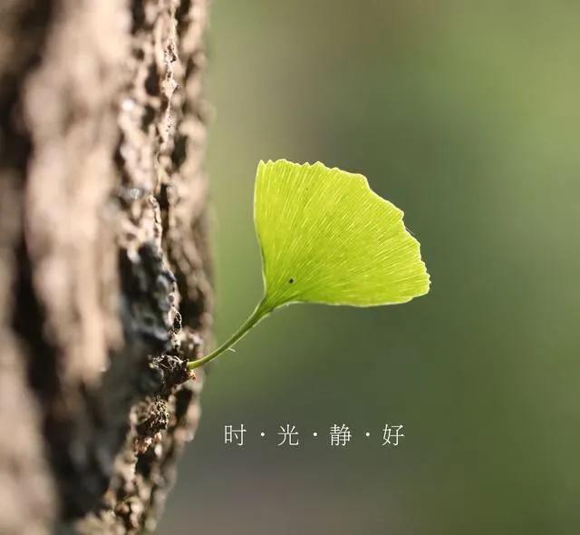 岁月静好的小短句(岁月静好的经典句子大全)