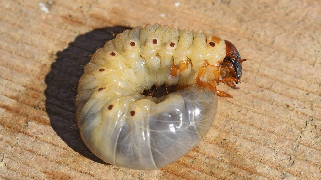 第13期/种植马铃薯千万别做这11项，80%产量都不高