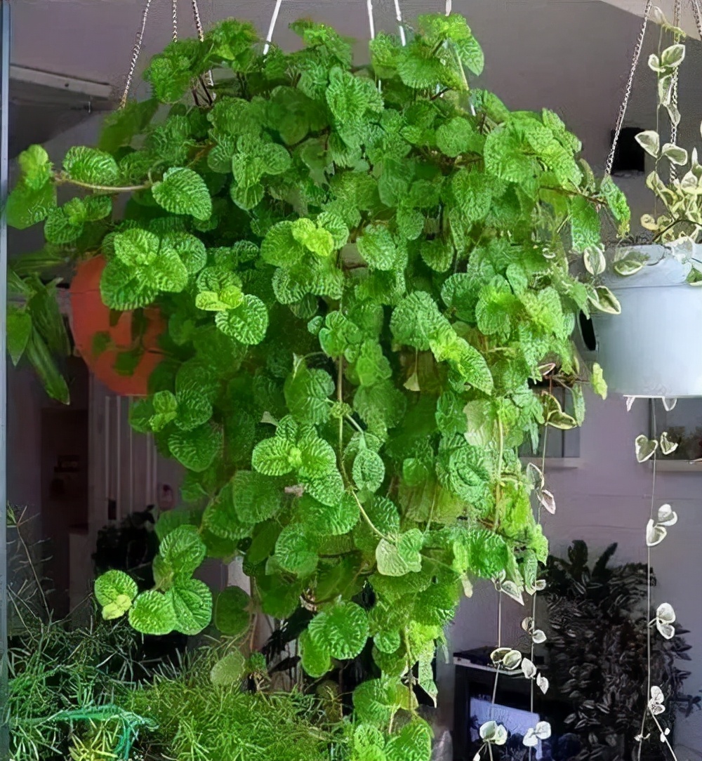 5种“香香花”摆在卫生间，臭味通通跑光，跟喷了香水儿似得