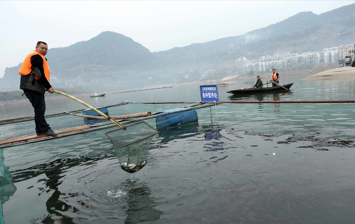 三峡水库的“功臣”：蓄水放鱼20年，“保水鲢鳙”保住了什么？