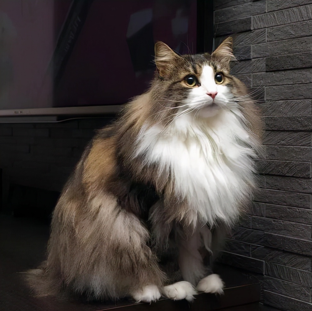 纯种缅因猫多少钱一只(挪威森林猫这么好看 价格百科