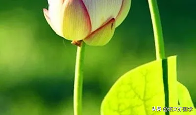 《荷塘月色》《故都的秋》《我与地坛》群文教学应该关注的点