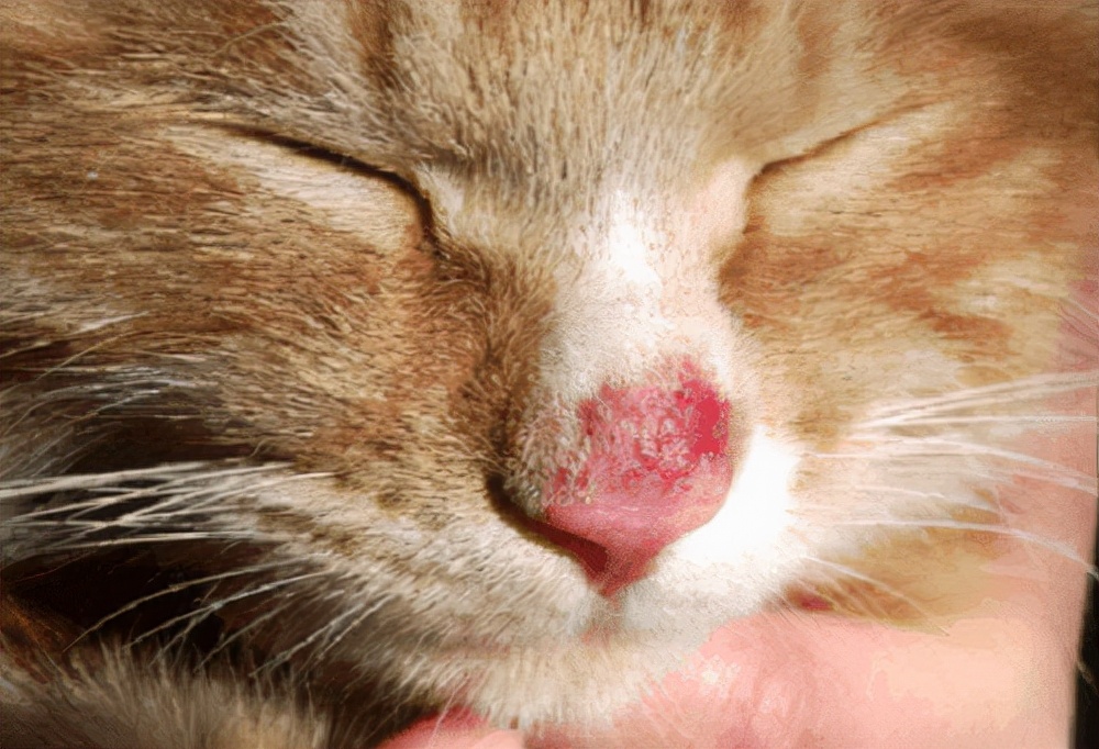 小猫猫藓初期症状图片图片