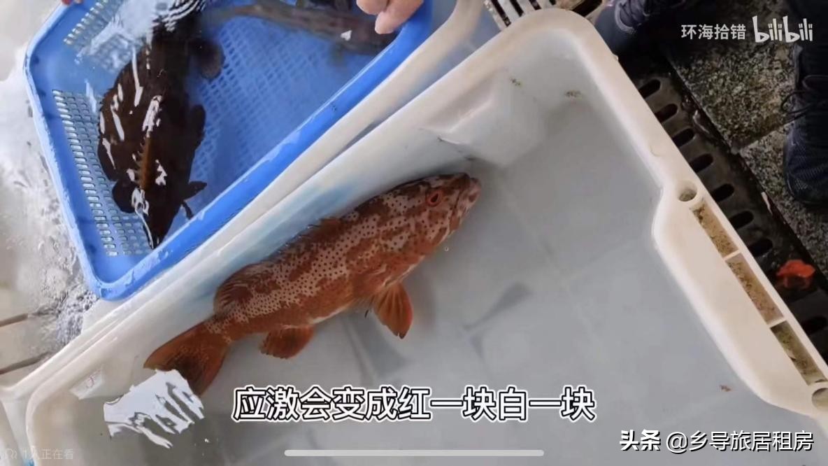 石斑魚圖片,石斑魚圖片大全 圖片高清
