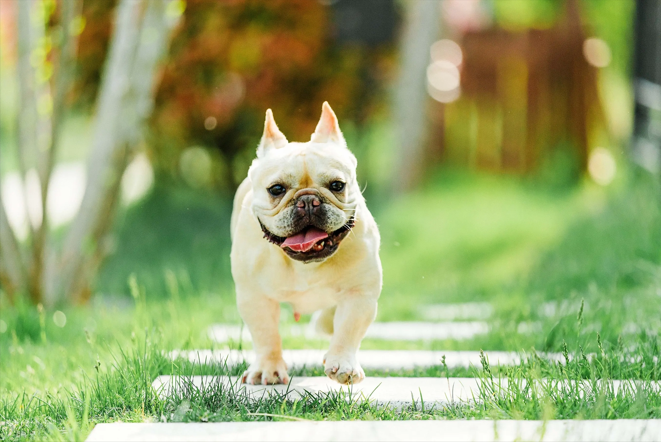 为什么要养法斗?这是我见过最好的理由