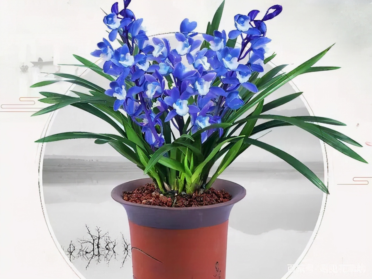 名贵兰花品种及价格及图片大全(岁末一支兰) - 赤虎壹号