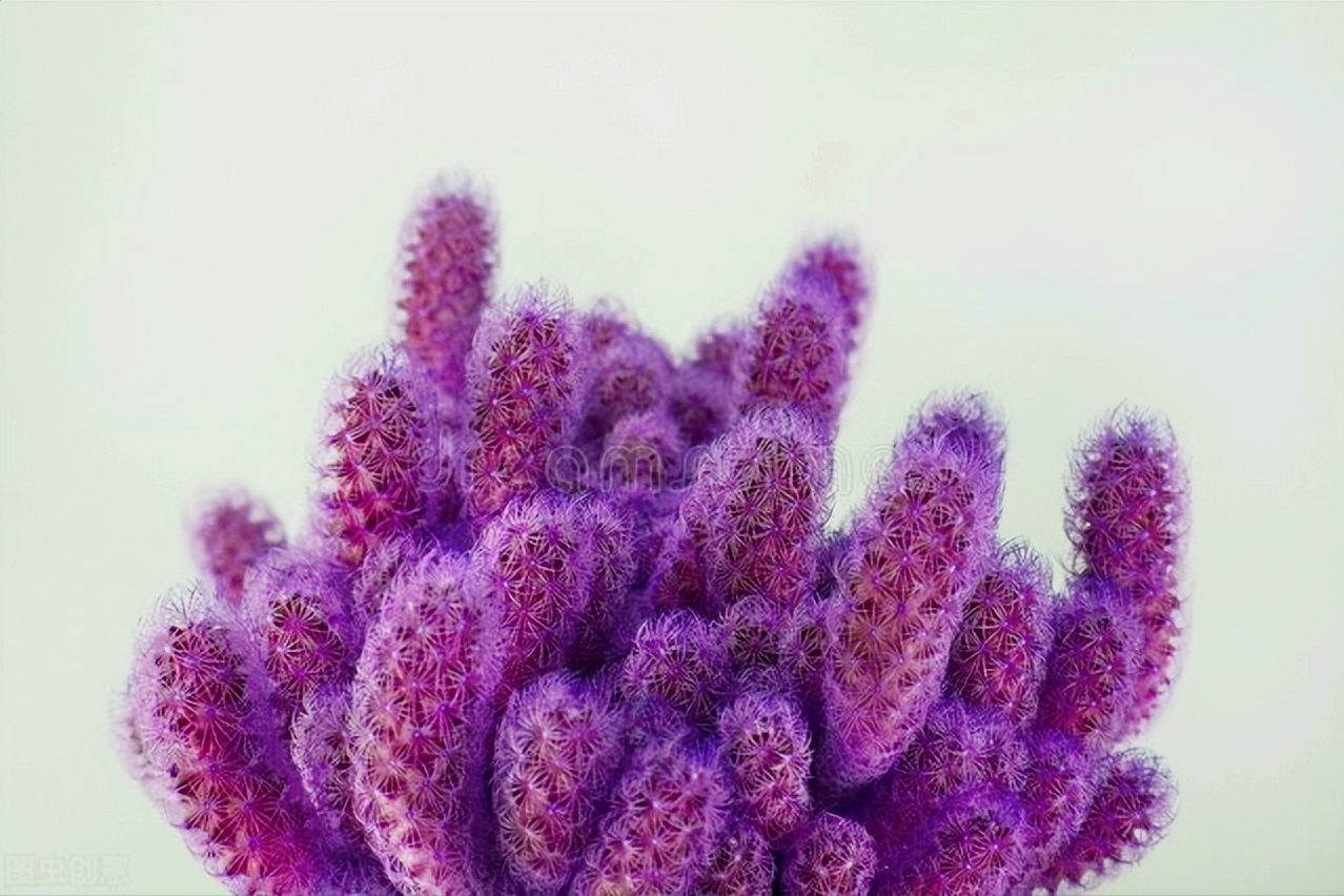 一花一深爱，花开国色天香，花落仪态万方，心有一束花爱情深似水