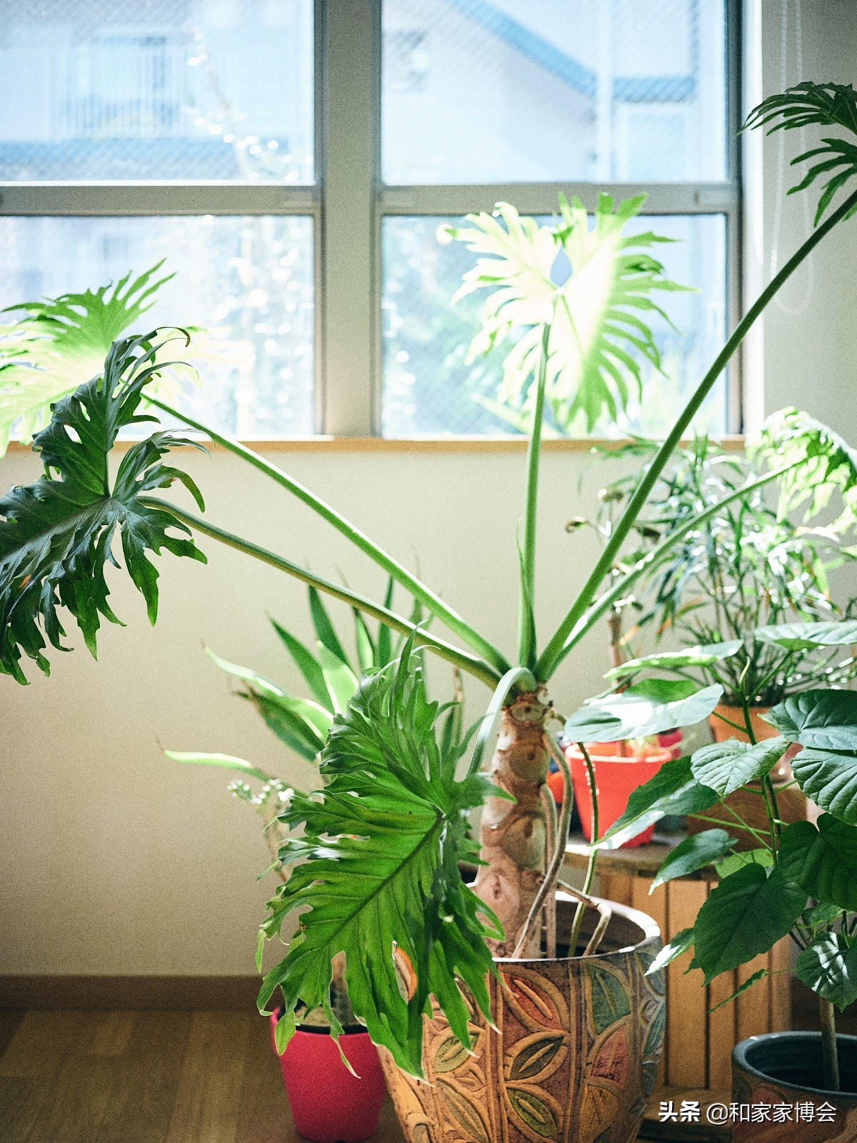 绿色植物助力“邻里关系”| 美式风格的老房翻新装修