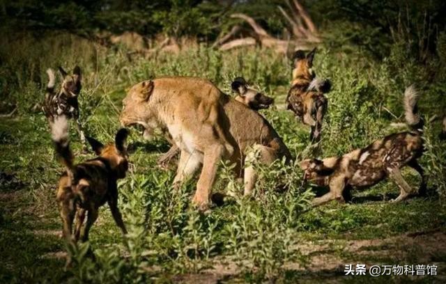 祁连山发现8只“红狗”！被称为猛兽之首，它真敢猎杀老虎？