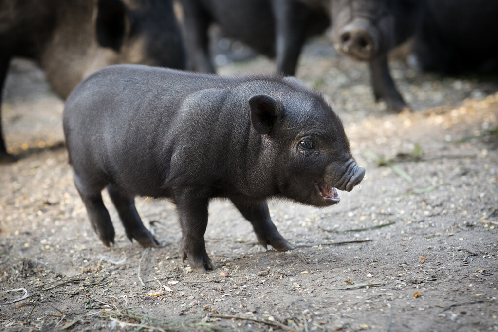 黑猪新品种绿嘉黑：比洋猪好吃，比土猪长得快，能否打破洋猪垄断