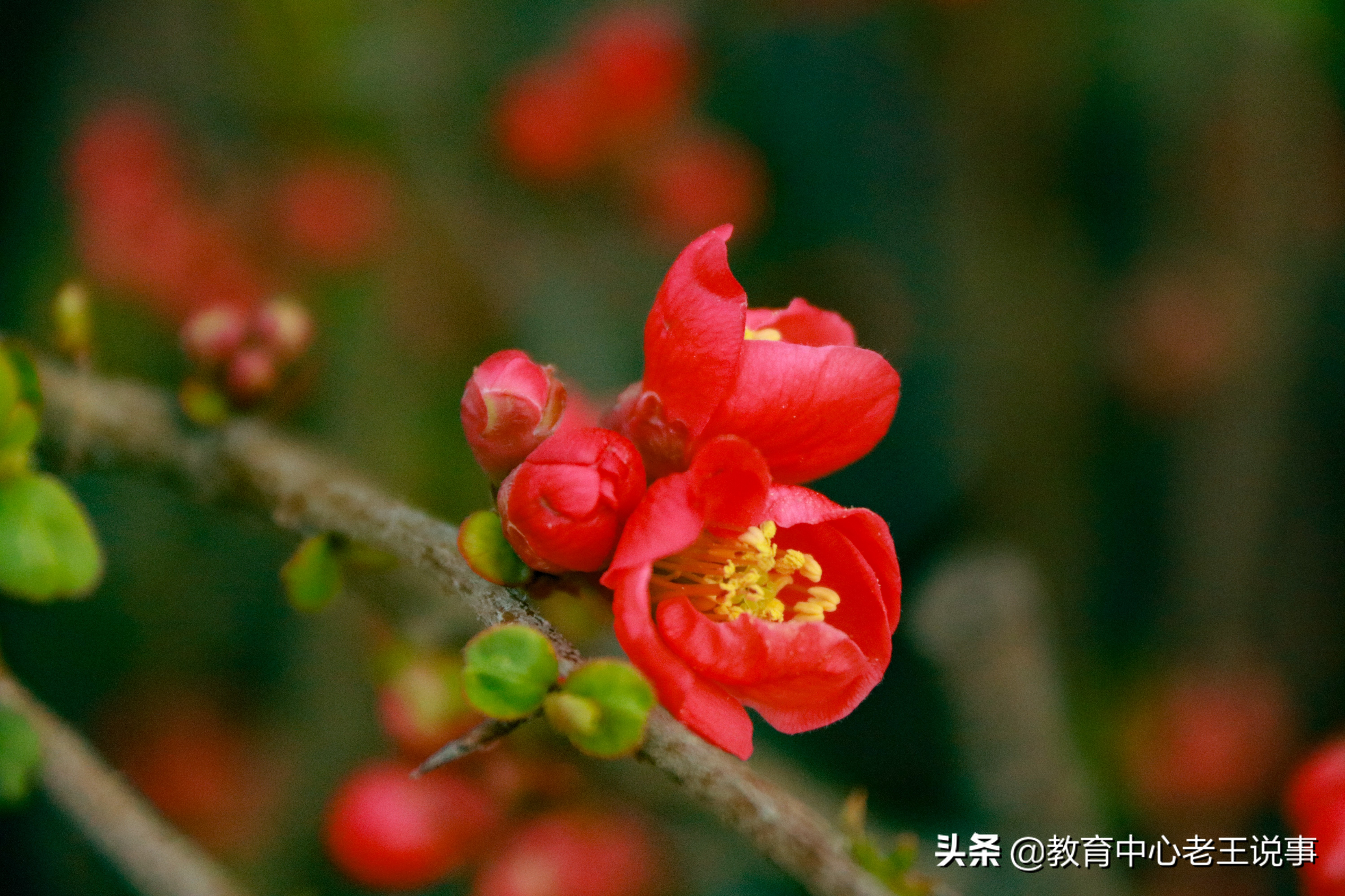 「蔡家坡高级中学国旗下演讲」春暖花已开，奋进正当时