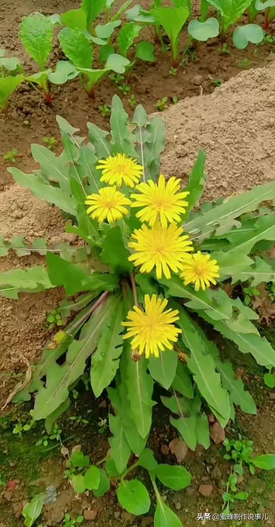 心如向阳，一路鲜花盛开，芬芳相随