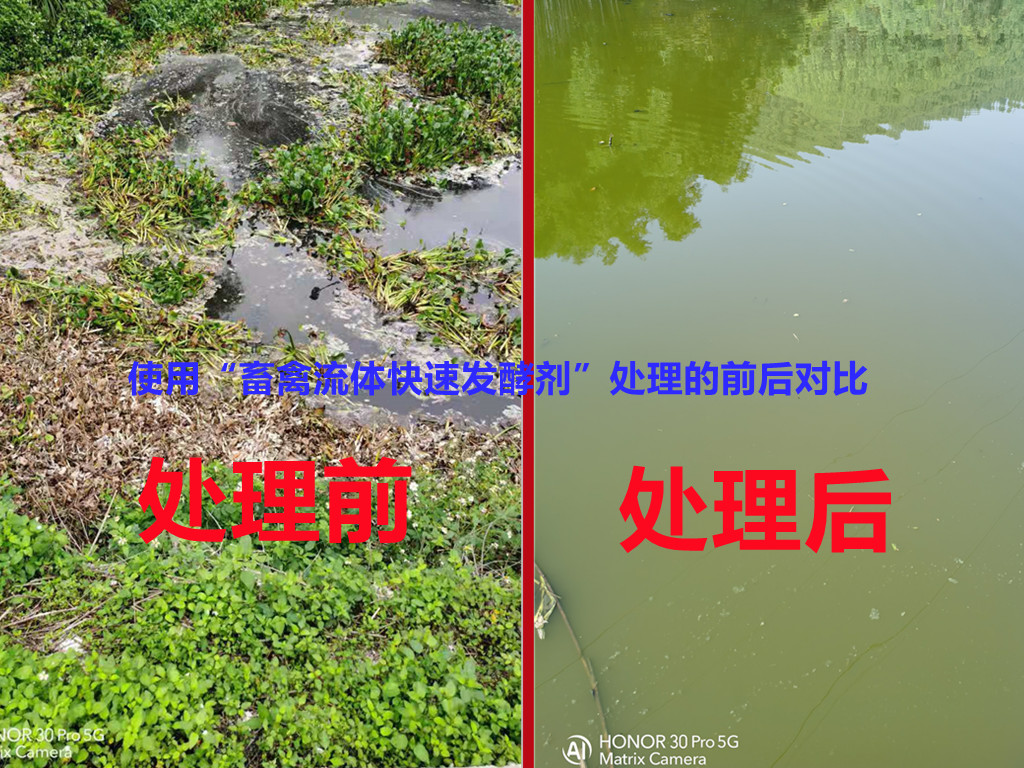 怎么把受猪场尿粪污染的鱼塘净化重新养鱼？广东这位老板告诉你