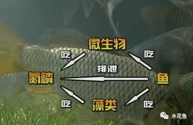 池塘底质改良：成也底质！败也底质！要养好水就须从塘底改良着手