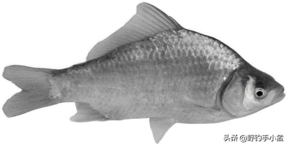 你钓的鲫鱼真的是土鲫吗?土鲫,工程鲫,大板鲫到底是什么品种?