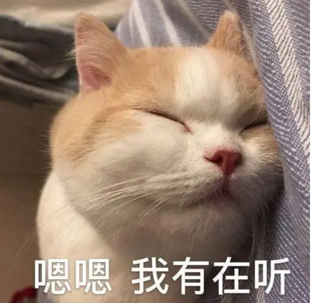 猫是杂食动物吗（20个养猫冷知识详细介绍）