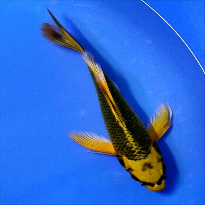 浙江男子市场买鱼,却偶遇"黄金龙凤锦",身披黄金甲,仿若天龙