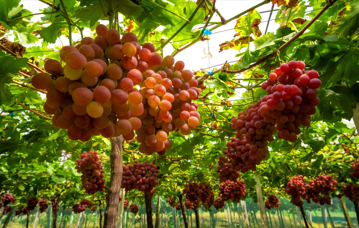 土地流转是趋势，但农民有3种流转行为不被认可，土地可能被收回