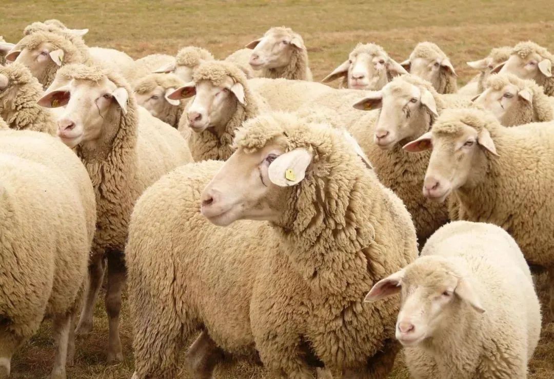 羊一天能长多少斤，多种的羊卖着最合适