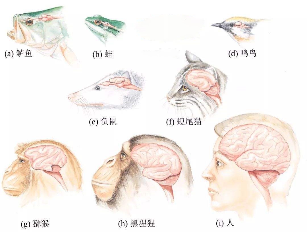 行尸走肉？广东“钓鱼佬”发现无头鱼，没脑袋还游动！究竟为何？