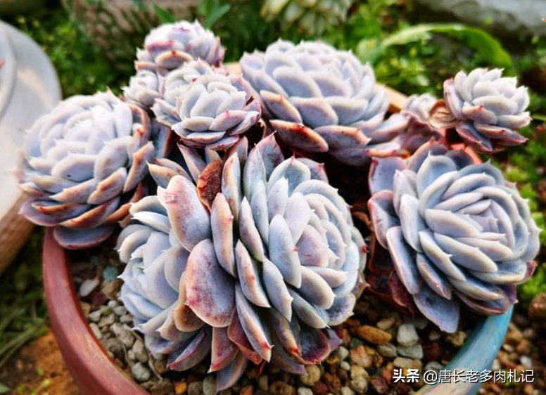 多肉西娜,能驾驭白色,橙色和紫色,还能变通透的月影系全能选手