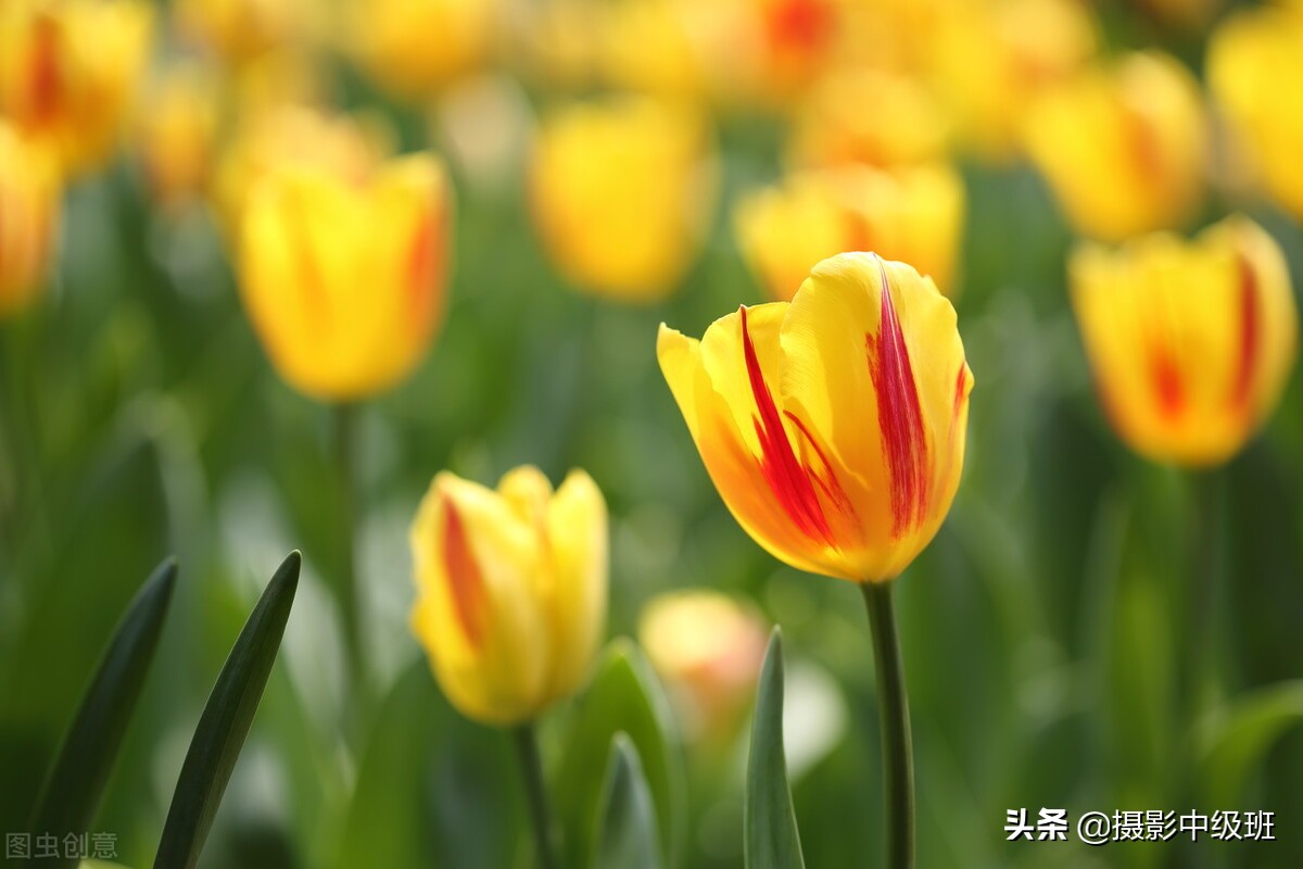 拍花6個(gè)忌諱，郁金香攝影的3個(gè)錯(cuò)誤案例，正確拍法一看就會(huì)