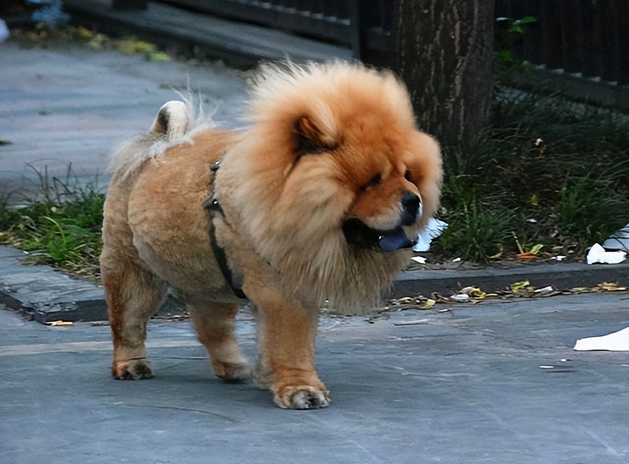 很多时候,松狮犬会冷不丁的就咬人,让人防不胜防,这样的宠物狗,谁能