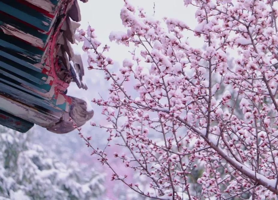 與春景相映形成了獨特的景觀北海公園當北京的春雪遇上北海公園的白塔