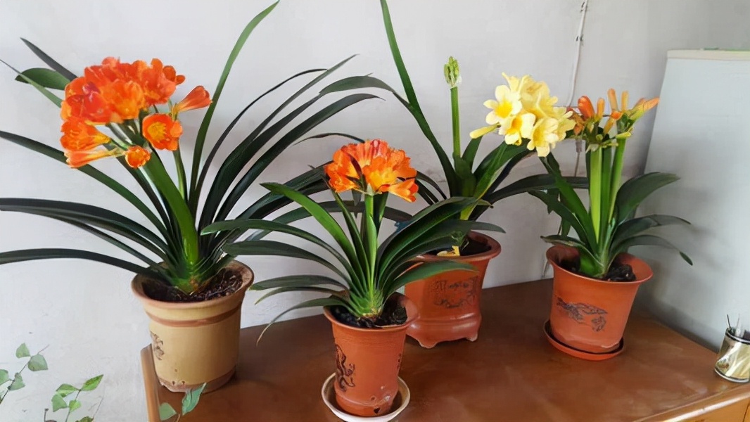 7种“健康花”，客厅一放，植株高档，还能把废气吸收光
