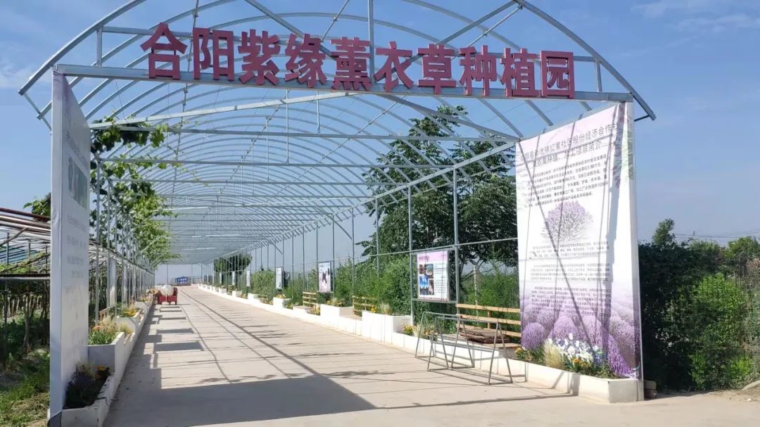 【圖集】合陽紫緣薰衣草種植園