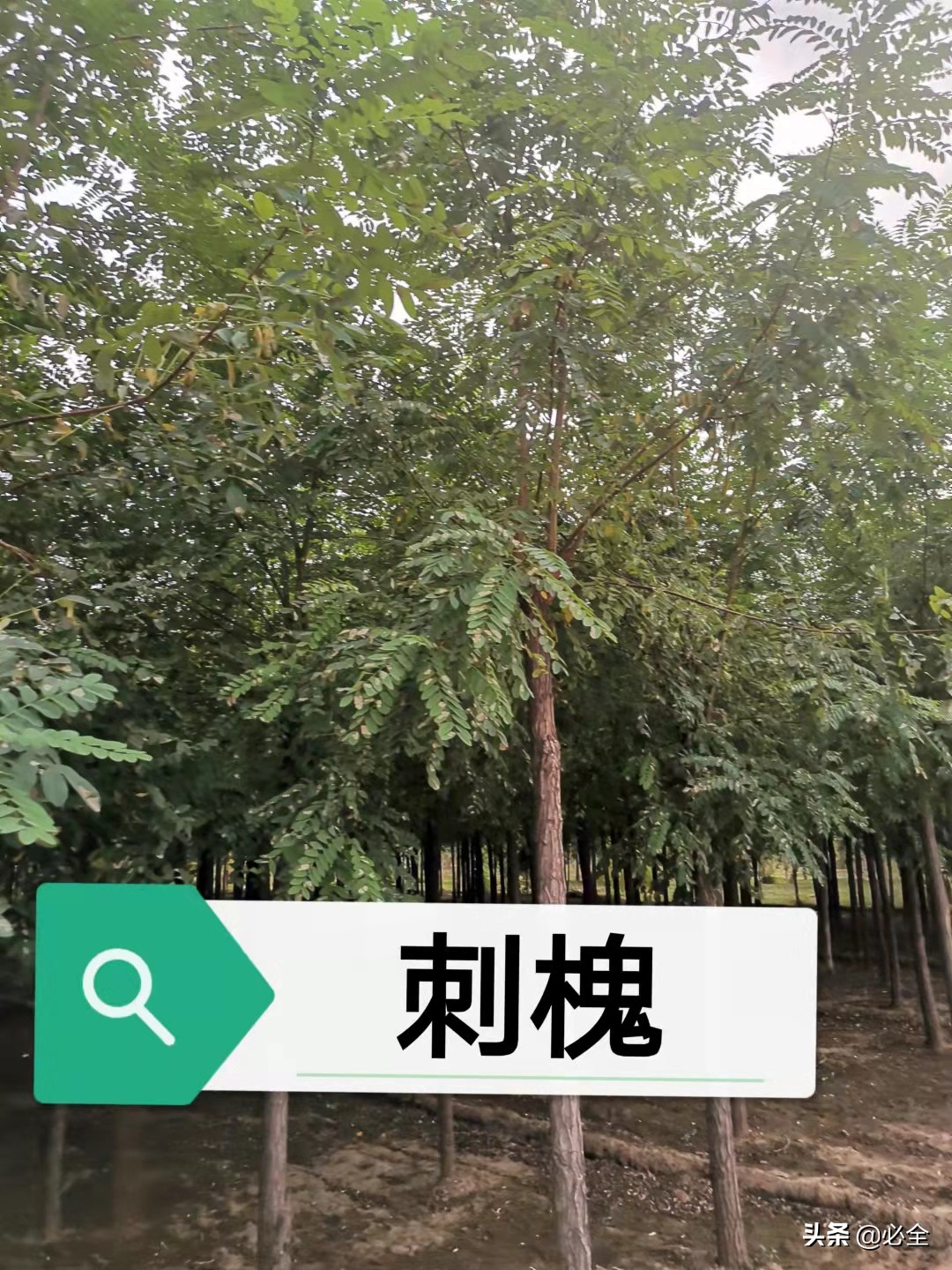 意杨的介绍（全国各地区常用园林绿化树种汇总）