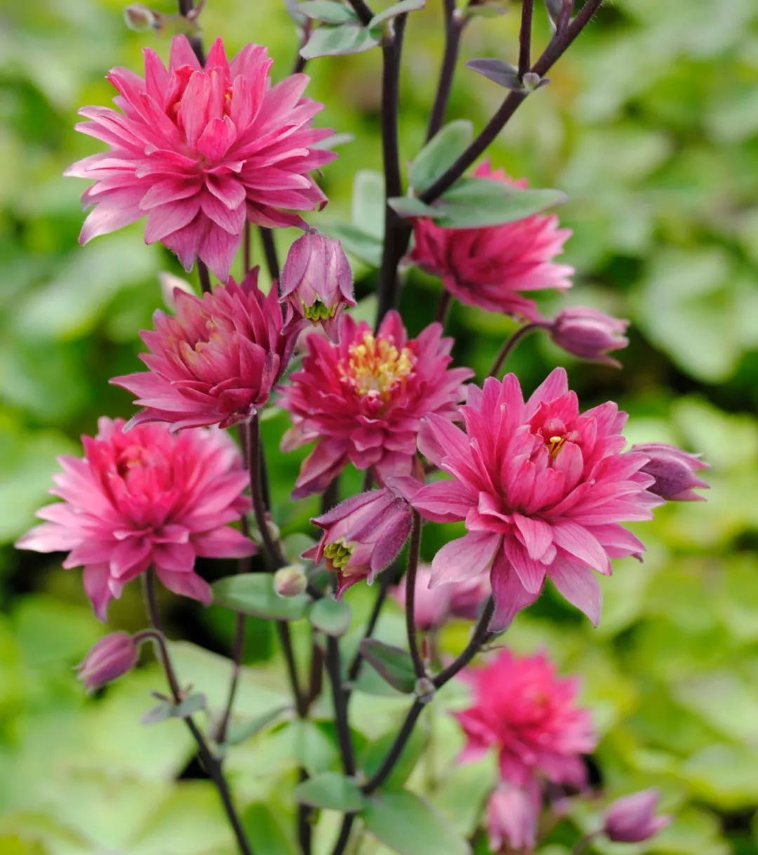 大花耧斗菜图片(花园最佳种植花卉品种推荐)