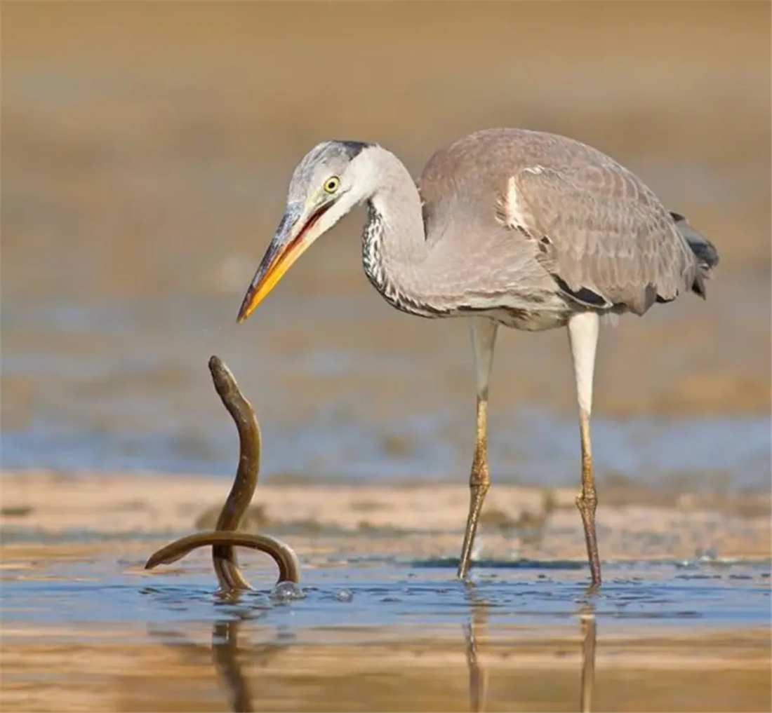 青庄吞下蛇鳗飞上天,蛇鳗为何在青庄肚中做到不缺氧还有精力钻洞