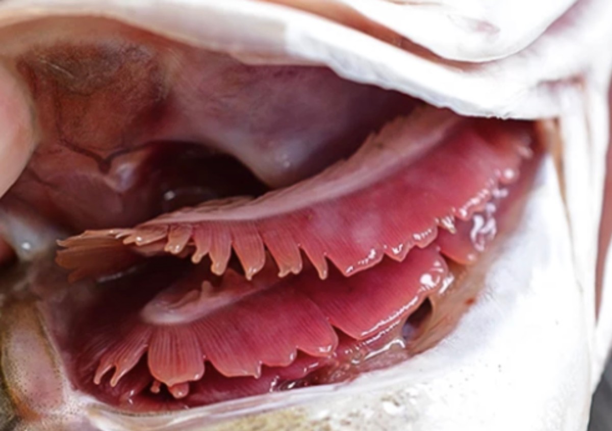 浅谈鱼的呼吸鱼类有鼻子但呼吸却靠鱼鳃