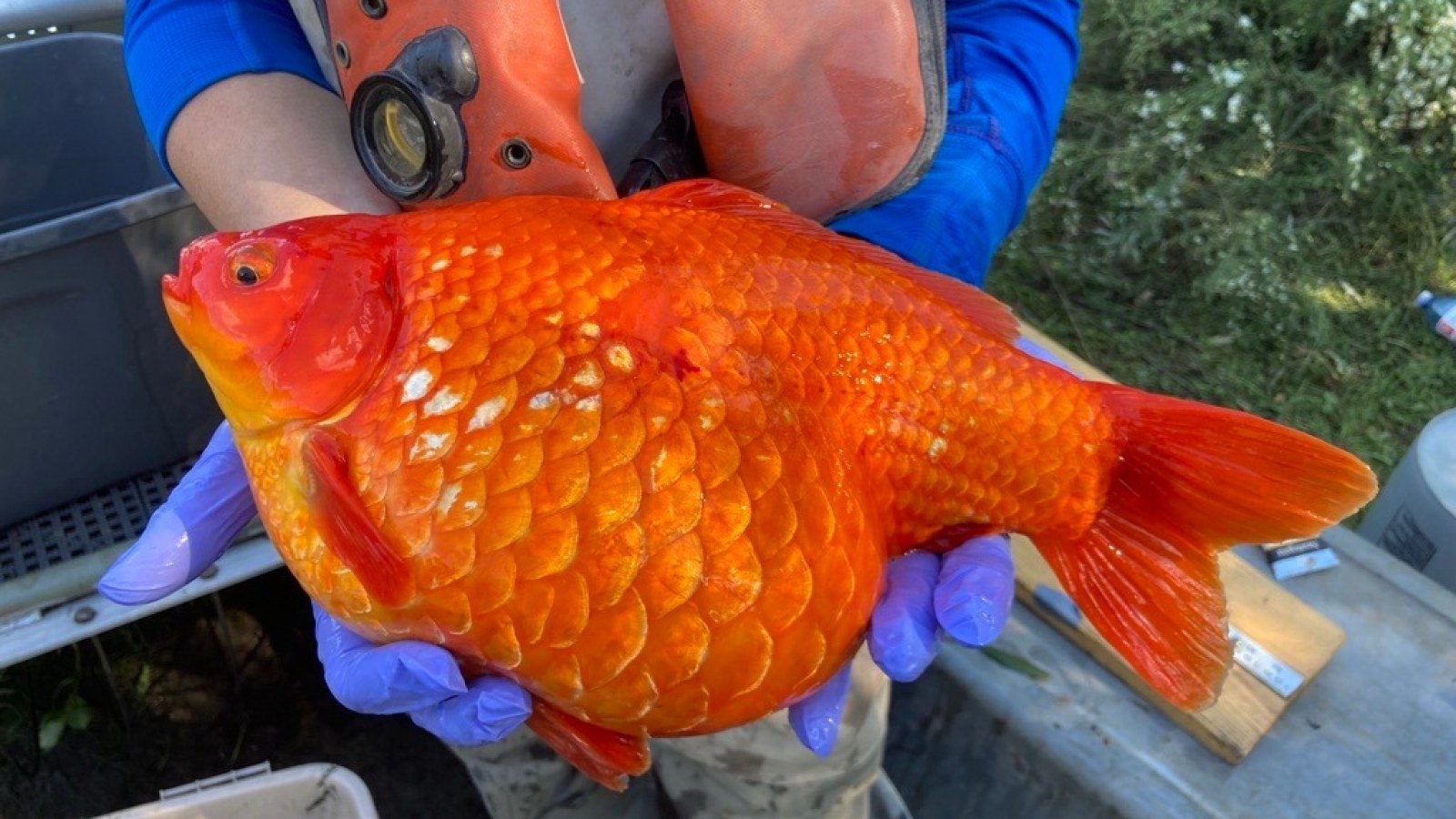 肥壯的金魚威脅著加拿大的生態(tài)系統(tǒng)