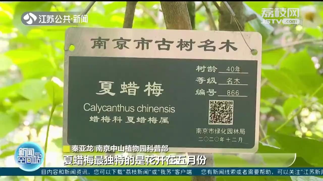 夏天也能赏蜡梅？快来看南京植物园里的&ldquo;国宝&rdquo;