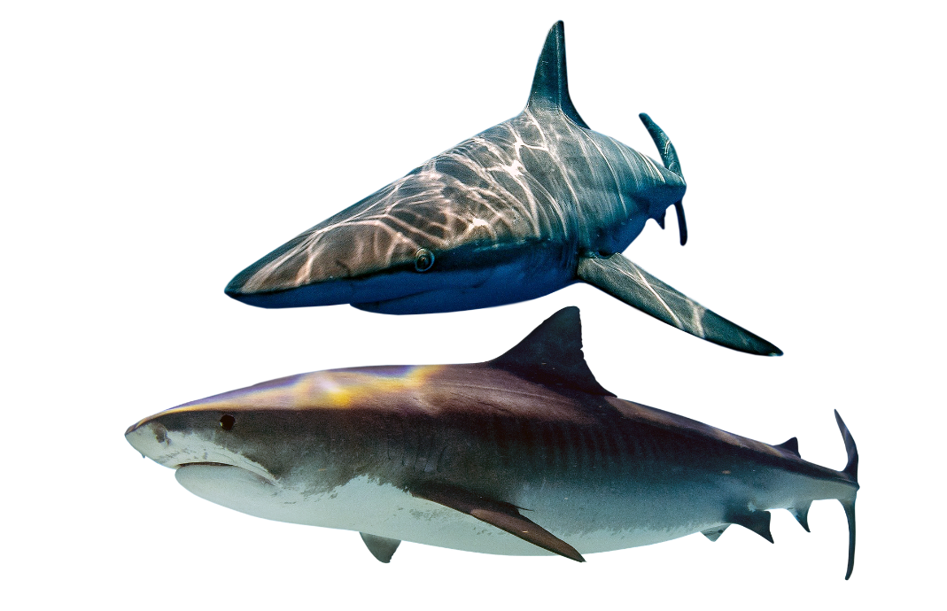 我们为什么会“一朝被蛇咬，十年怕井绳”？| 一周科技