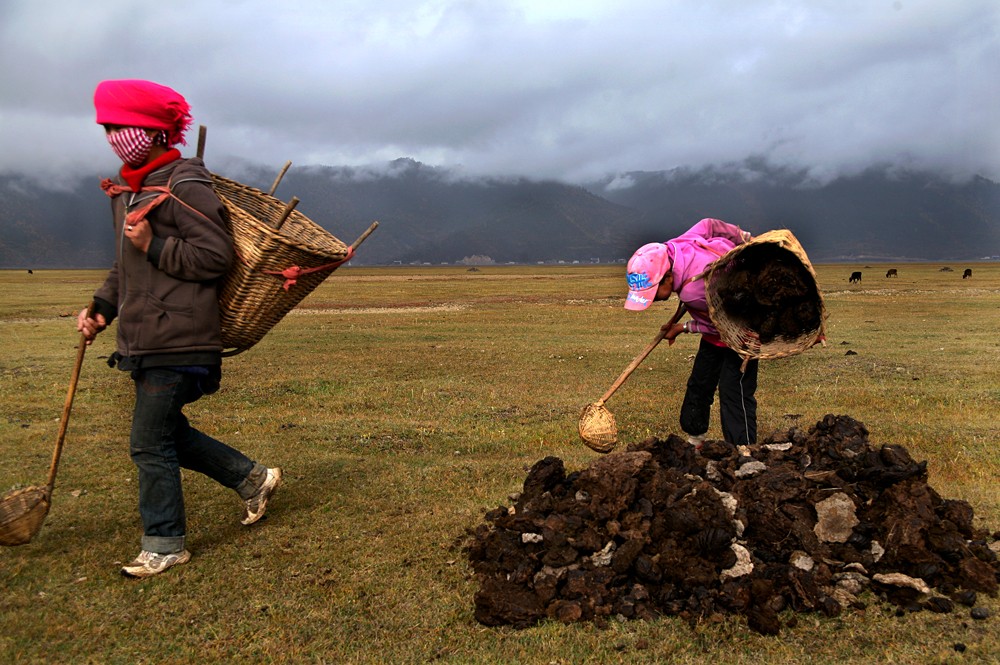 捡牛粪比养牛还赚钱(捡牛粪比养牛还赚钱吗) - 趣味头条