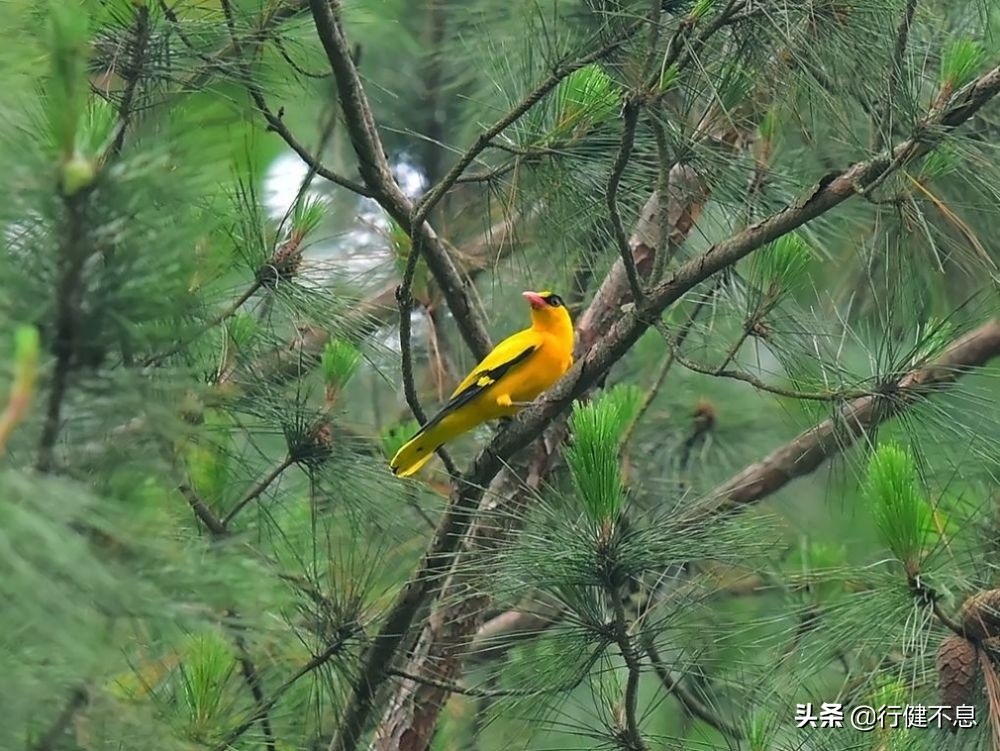 春天的使者，美好的象征，十二首著名诗词，欣赏美丽吉祥的黄鹂鸟