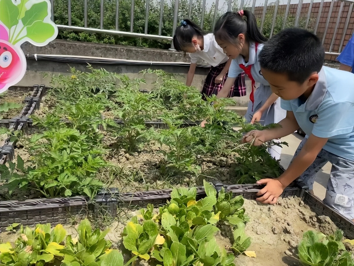 “蔬”香为伴，“勤”满校园｜中和小学开展“空中农场”种植活动