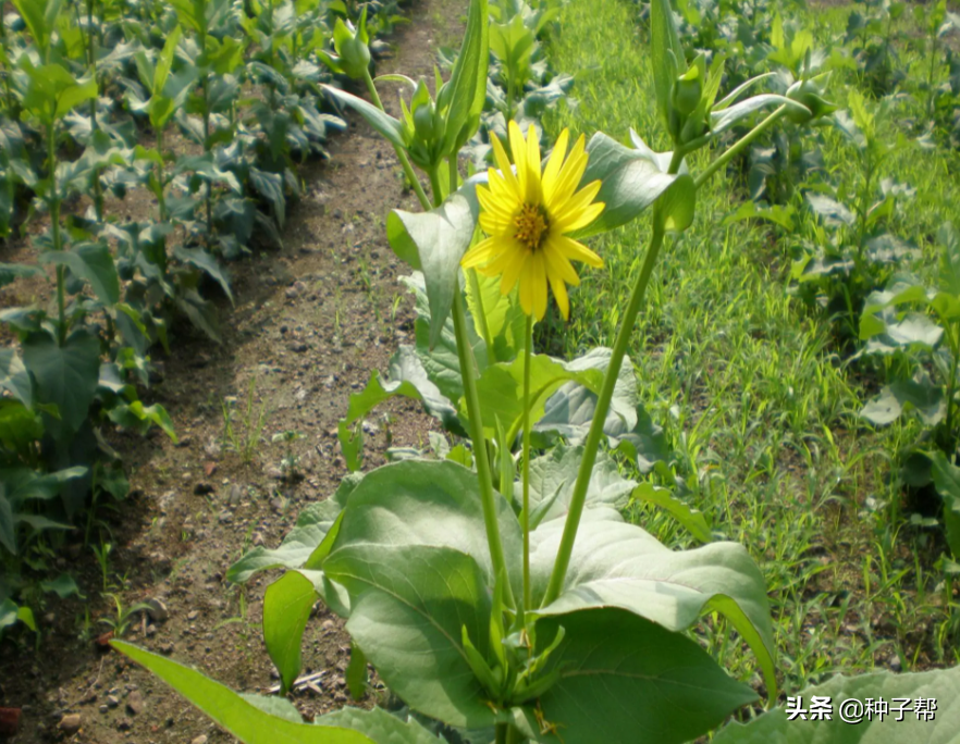 耐寒、耐高温的牧草，串叶松香草多年生，在零下40度地区可过冬