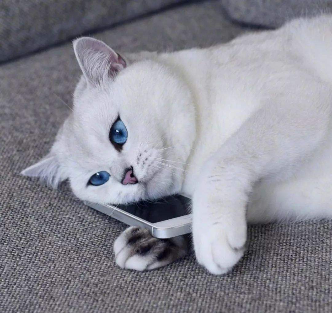 养猫，劝你不要随便养“母猫”，原因有这6个