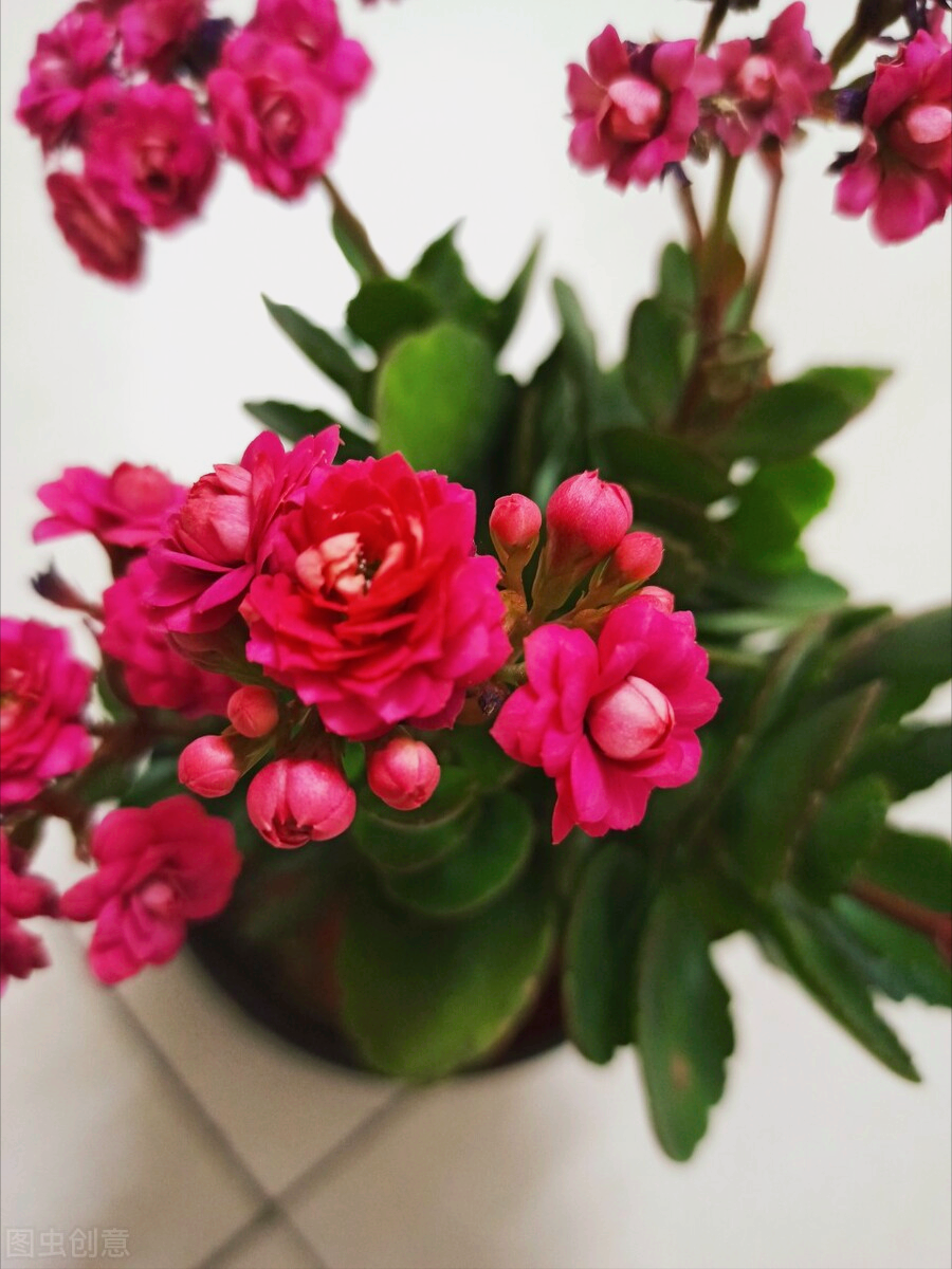 一花一叶一世界，携一缕阳光、时光清浅；悦一路繁花、岁月静美