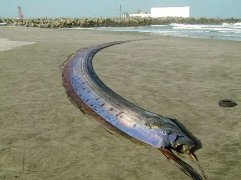 海怪“地震鱼”现身台湾，有6米长！哪些动物能预测地震？