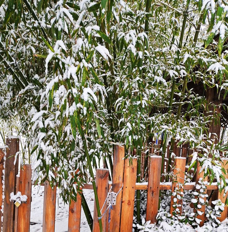 一场雪，让这里的春天真美 摄影/诗文：李武兵