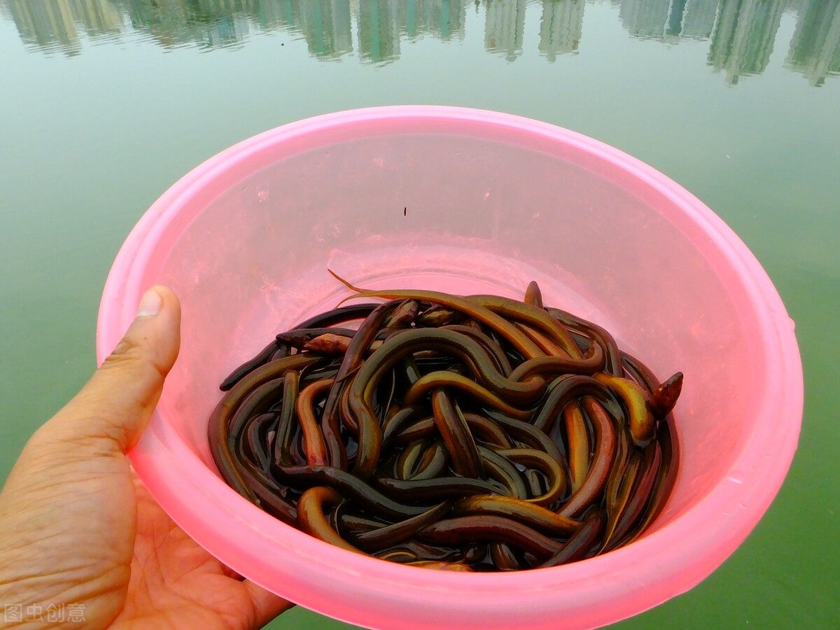 牛蛙好吃还是田鸡好吃（寄生虫最多的五大食物）