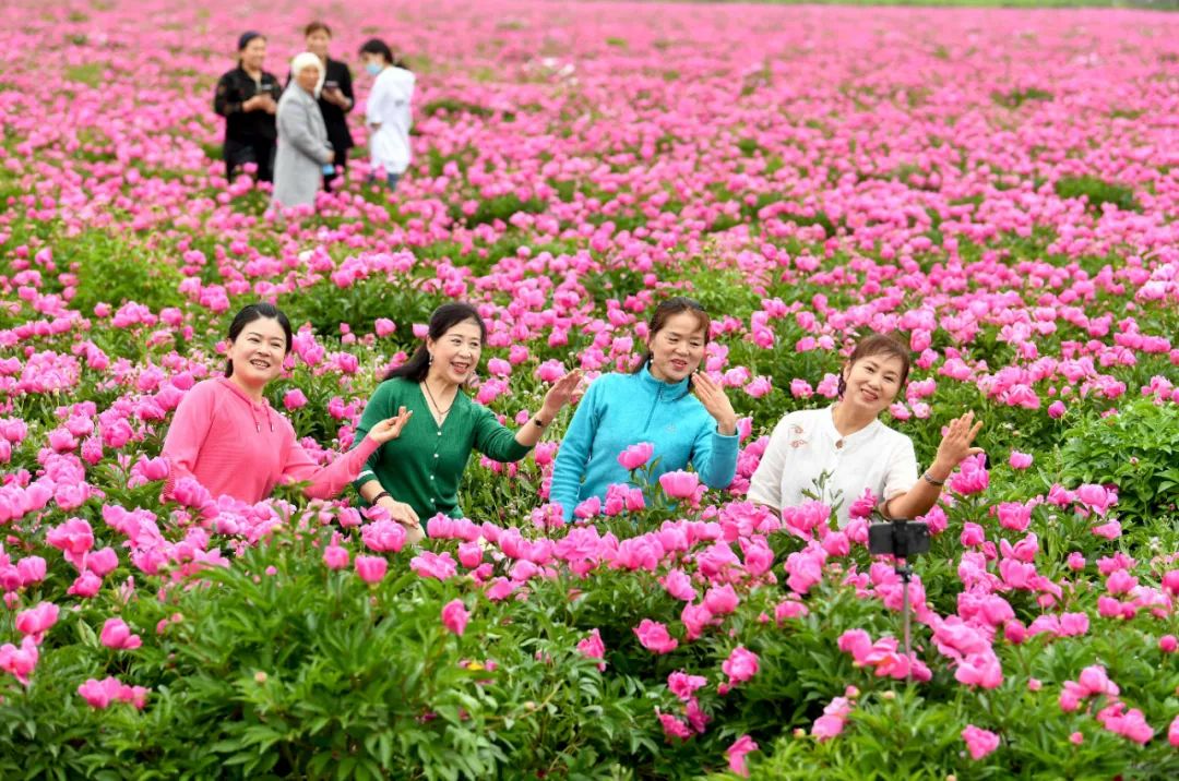 安徽亳州：芍药花儿开 静待客人来